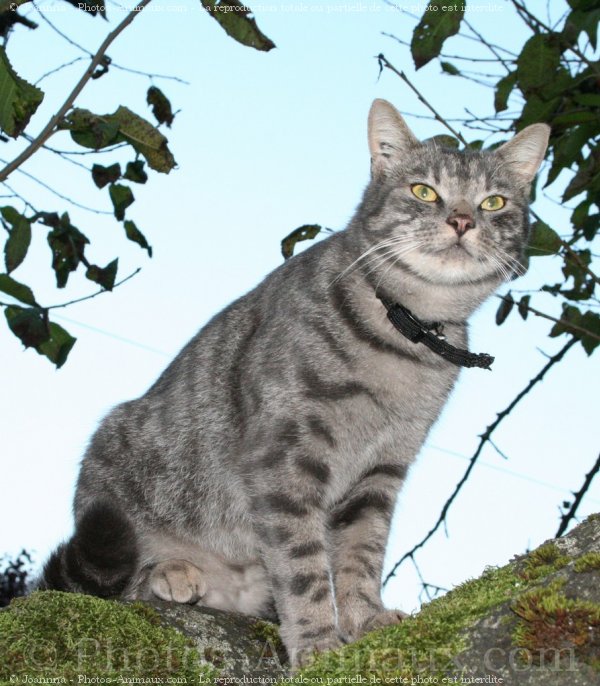 Photo de Chat domestique