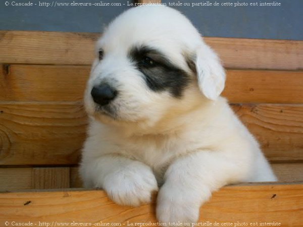 Photo de Chien de montagne des pyrnes