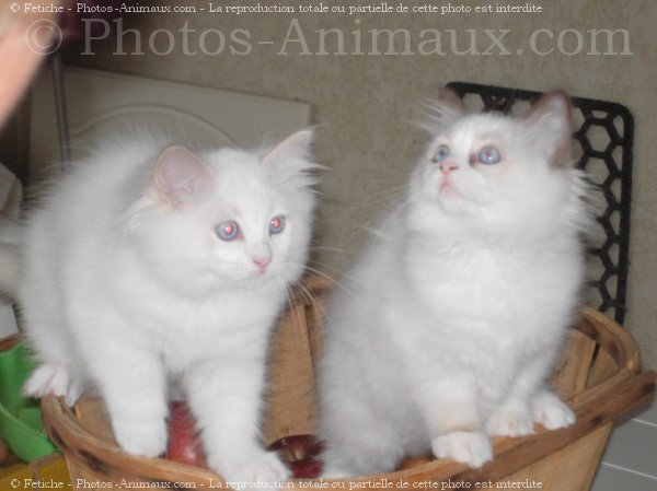 Photo de Ragdoll