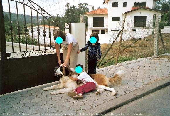 Photo de Saint-bernard poil long