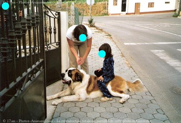 Photo de Saint-bernard poil long