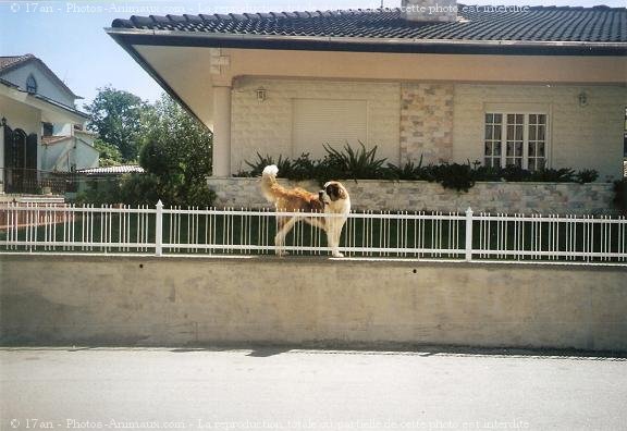 Photo de Saint-bernard poil long