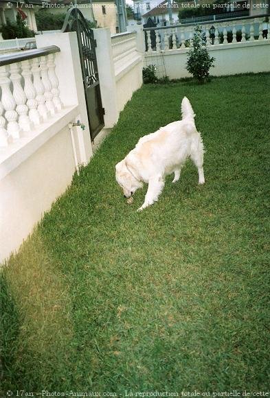 Photo de Golden retriever