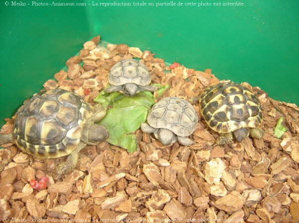 Photo de Tortue