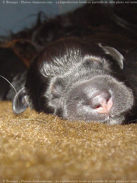 Photo de Chien de berger de la serra aires