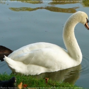 Photo de Cygne