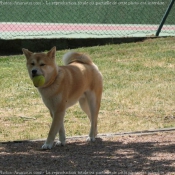 Photo de Shiba