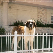 Photo de Saint-bernard poil long