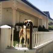 Photo de Saint-bernard poil long