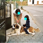 Photo de Saint-bernard poil long