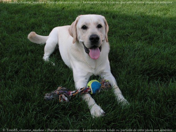 Photo de Labrador retriever