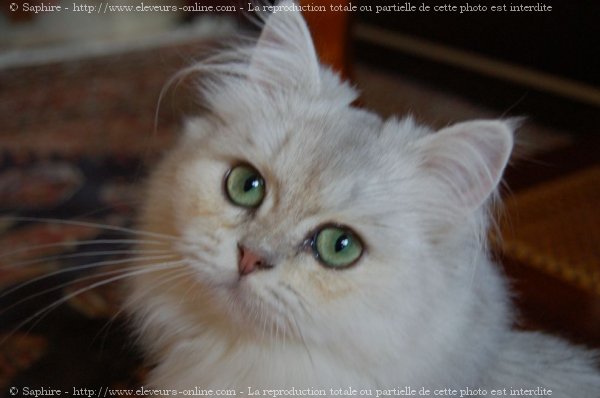 Photo de British longhair