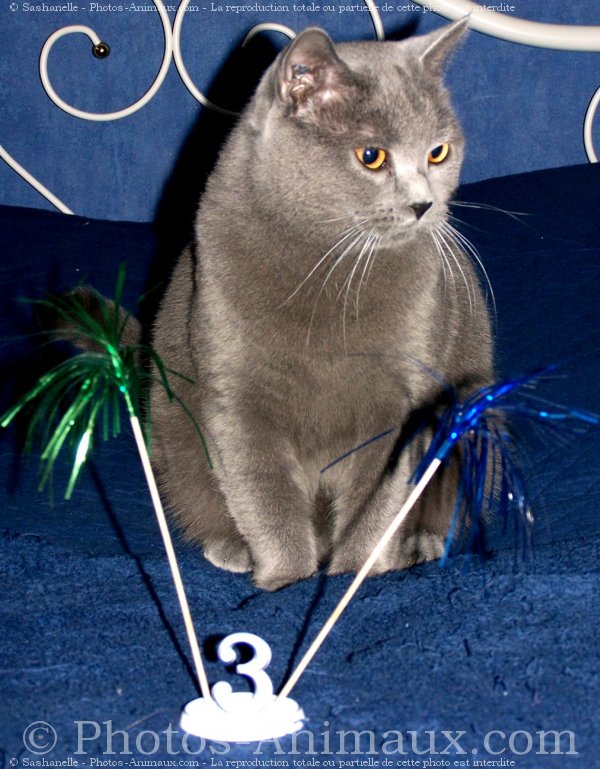 Photo de Chartreux