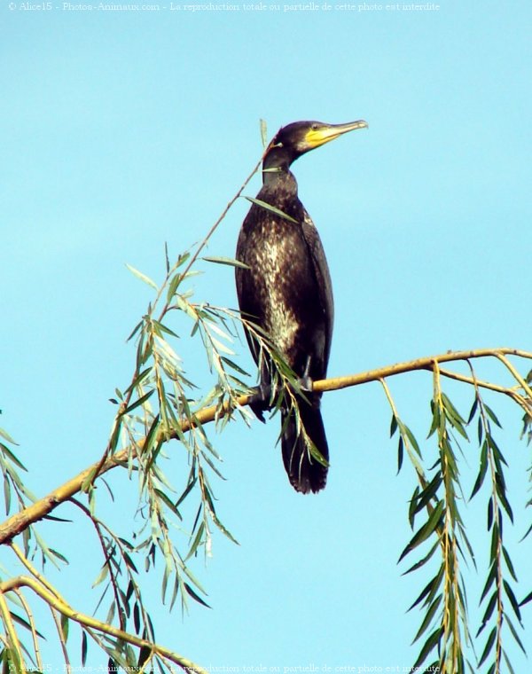 Photo de Cormorans hupps