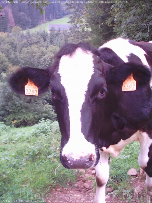 Photo de Vache