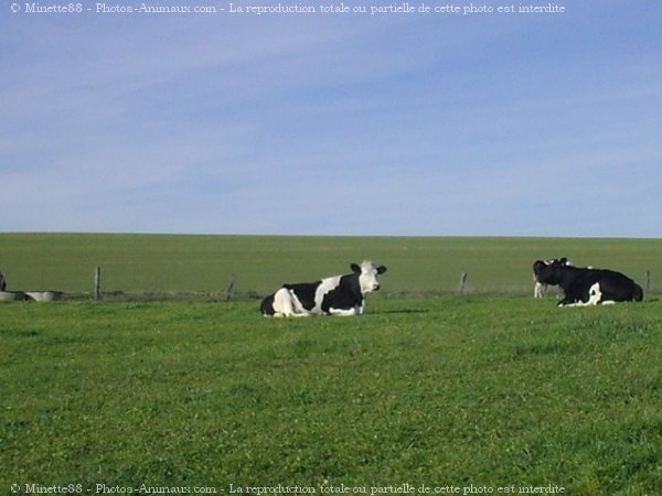 Photo de Vache