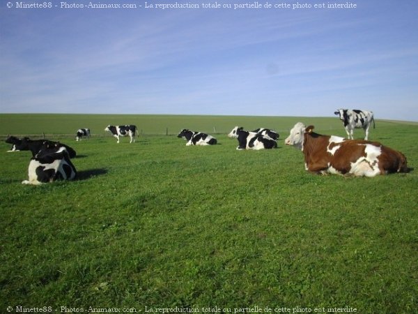 Photo de Vache