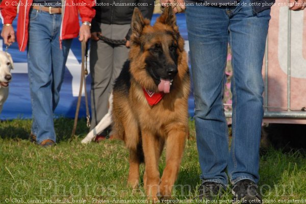 Photo de Berger allemand  poil court