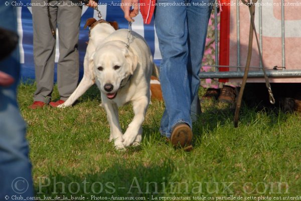 Photo de Labrador retriever