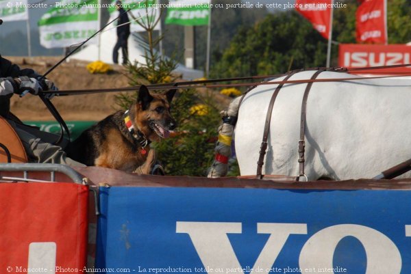 Photo de Berger allemand  poil court