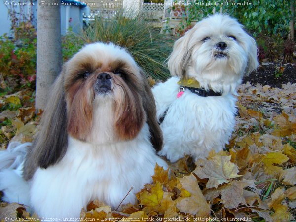 Photo de Shih tzu