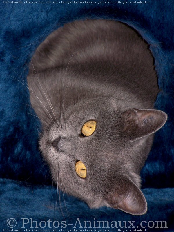 Photo de Chartreux