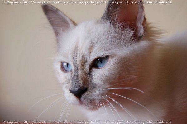 Photo de Sacr de birmanie