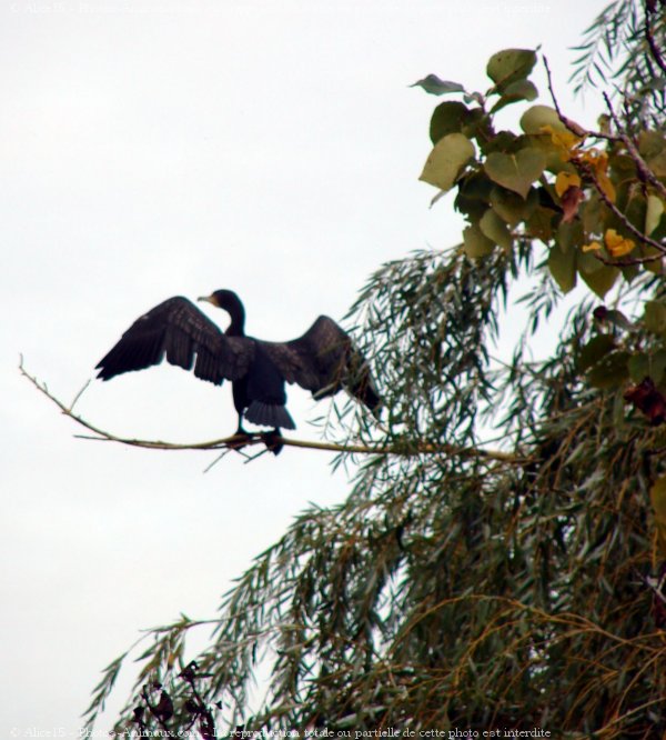 Photo de Cormorans hupps