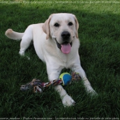 Photo de Labrador retriever