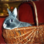 Photo de Lapin