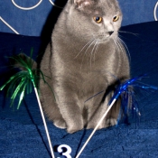 Photo de Chartreux