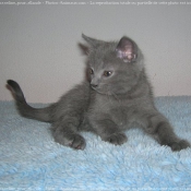 Photo de Chartreux