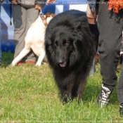 Photo de Berger belge groenendael