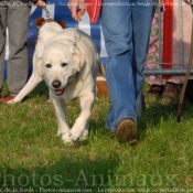 Photo de Labrador retriever