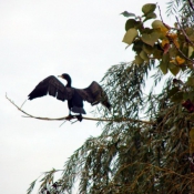 Photo de Cormorans hupps