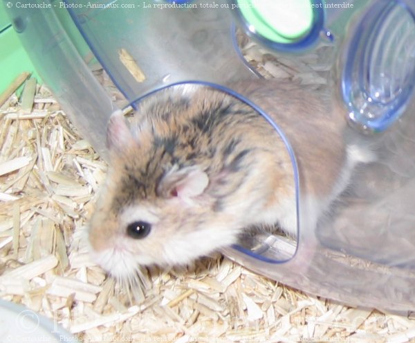 Photo de Hamster