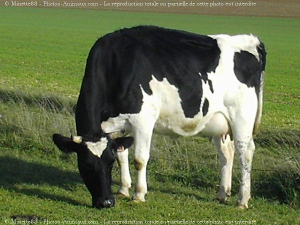 Photo de Vache