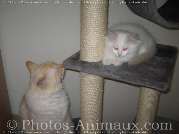 Photo de Ragdoll