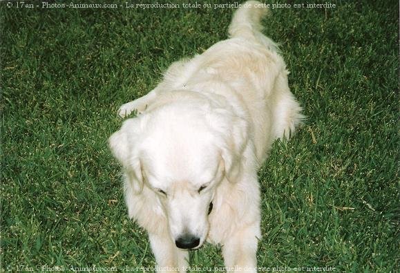 Photo de Golden retriever