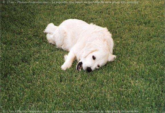 Photo de Golden retriever