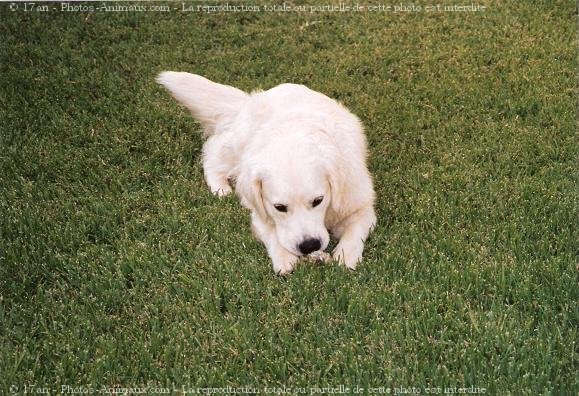 Photo de Golden retriever