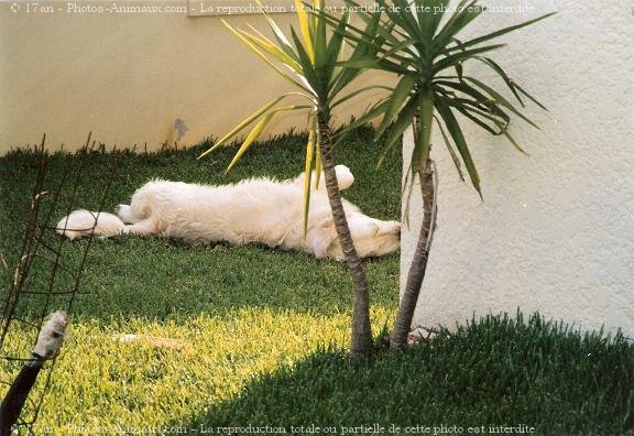 Photo de Golden retriever