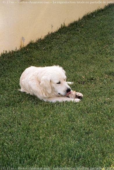 Photo de Golden retriever