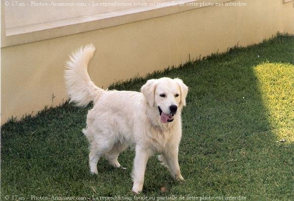 Photo de Golden retriever