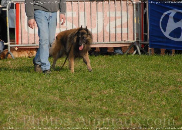 Photo de Berger belge tervueren