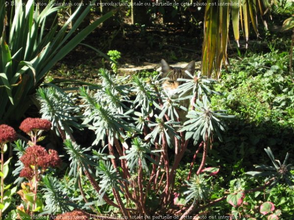 Photo de Chat domestique