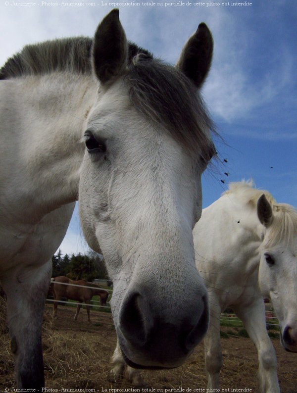 Photo de Poney franais de selle