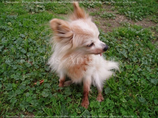 Photo d'Epagneul nain papillon