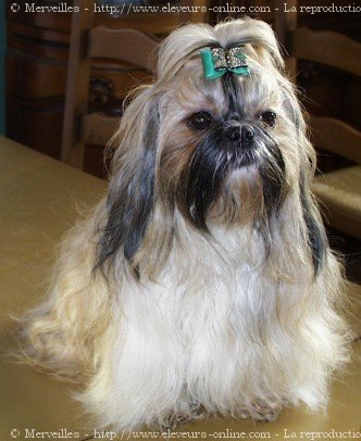 Photo de Shih tzu