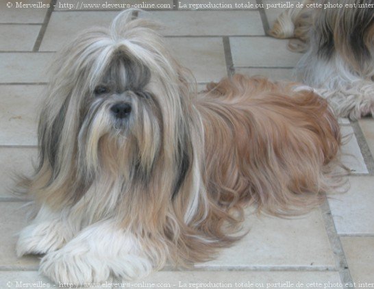 Photo de Shih tzu